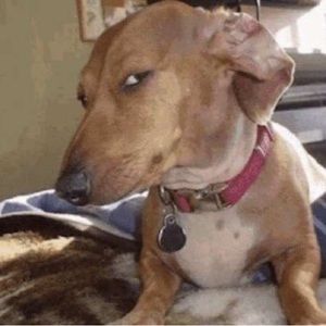 Meet your Posher, Jumel